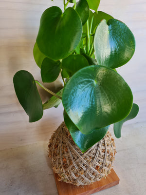 peperomia polybotrya Raindrop Kokedama
