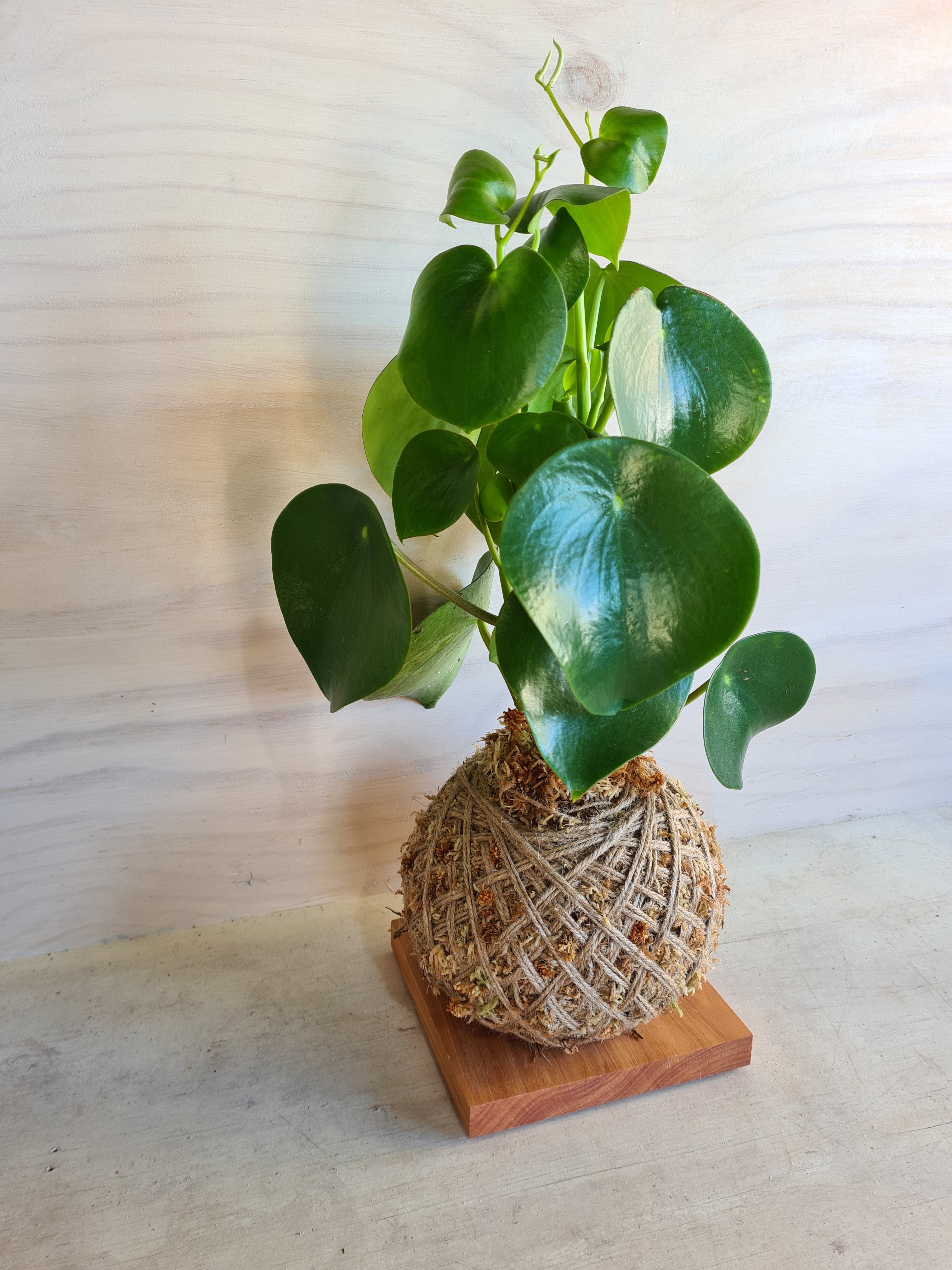 peperomia polybotrya Raindrop Kokedama