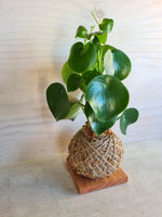peperomia polybotrya Raindrop Kokedama