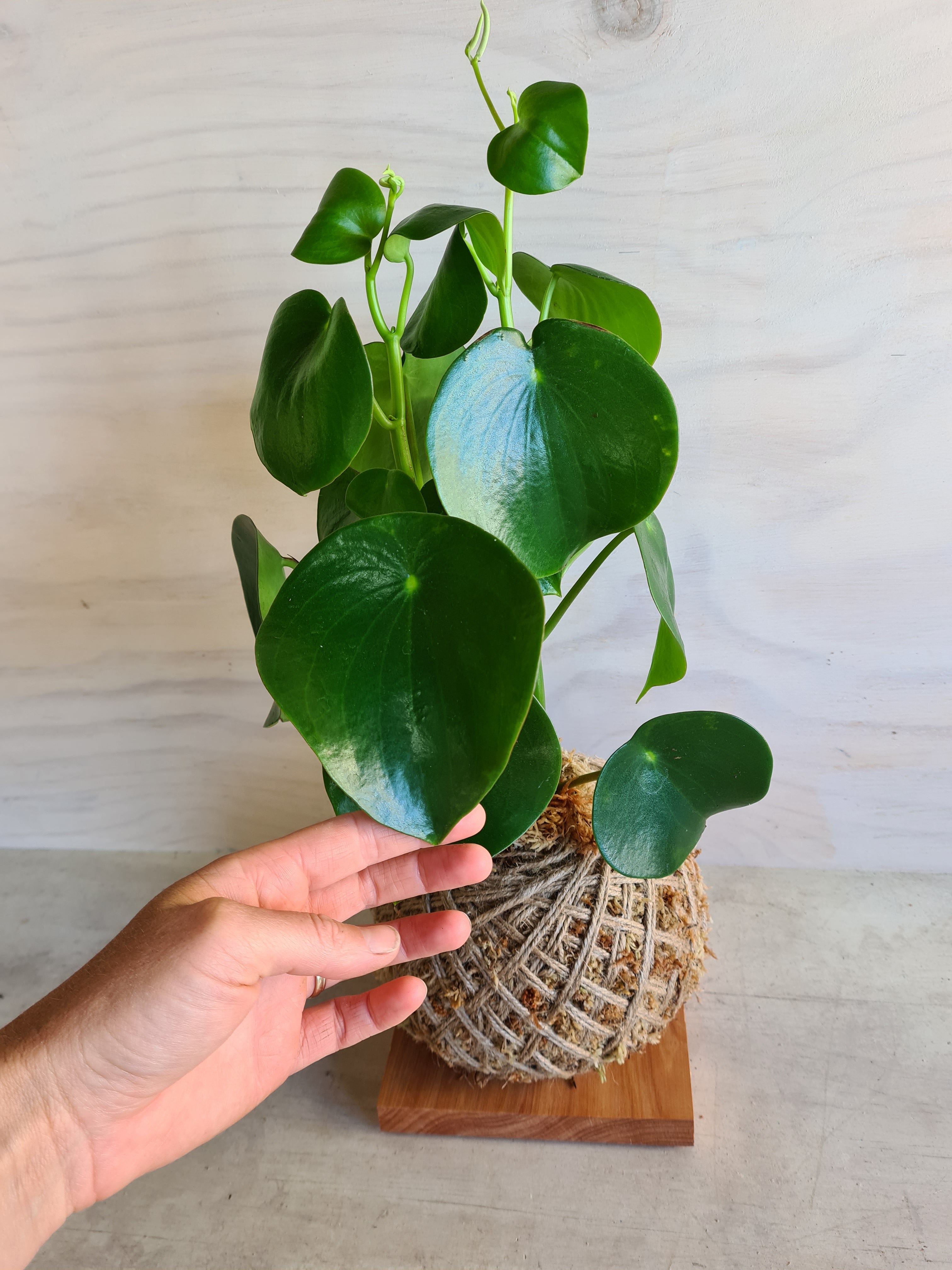 peperomia polybotrya Raindrop Kokedama