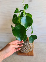 peperomia polybotrya Raindrop Kokedama