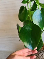 peperomia polybotrya Raindrop Kokedama