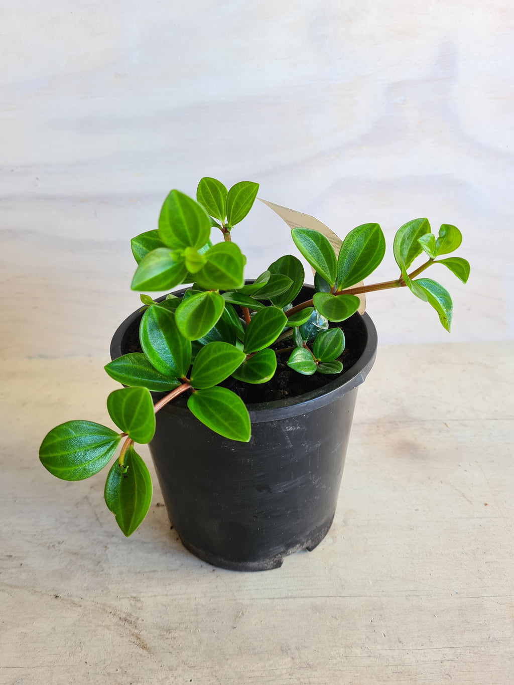 Peperomia Angulata