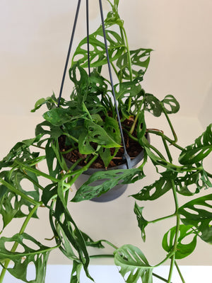 Monstera SwissCheese Vine