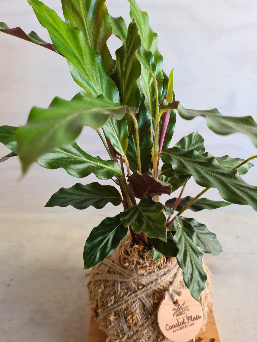 Calathea Rufibarba Kokedama