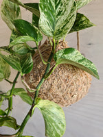 Marble Queen Kokedama