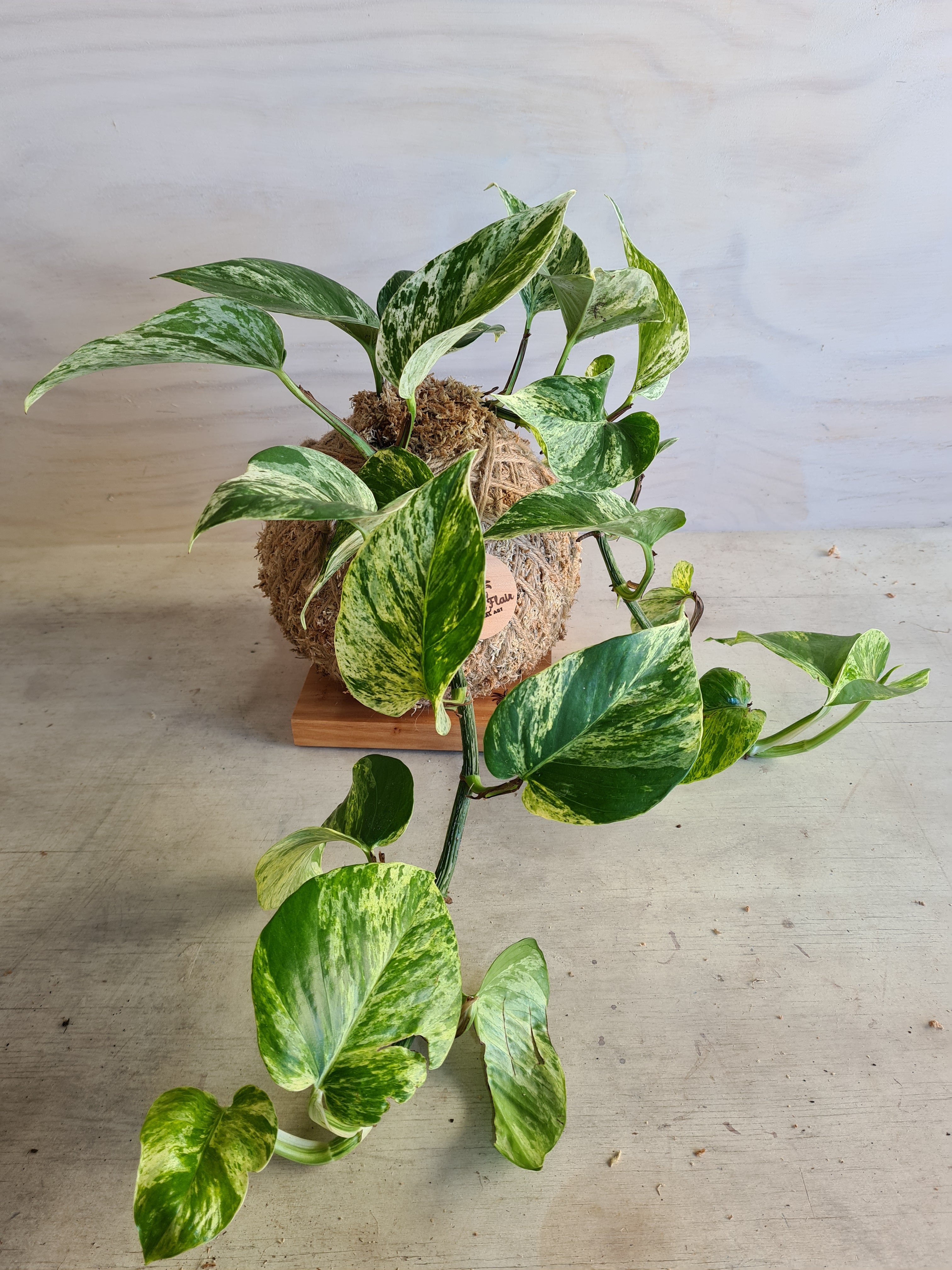Marble Queen Kokedama
