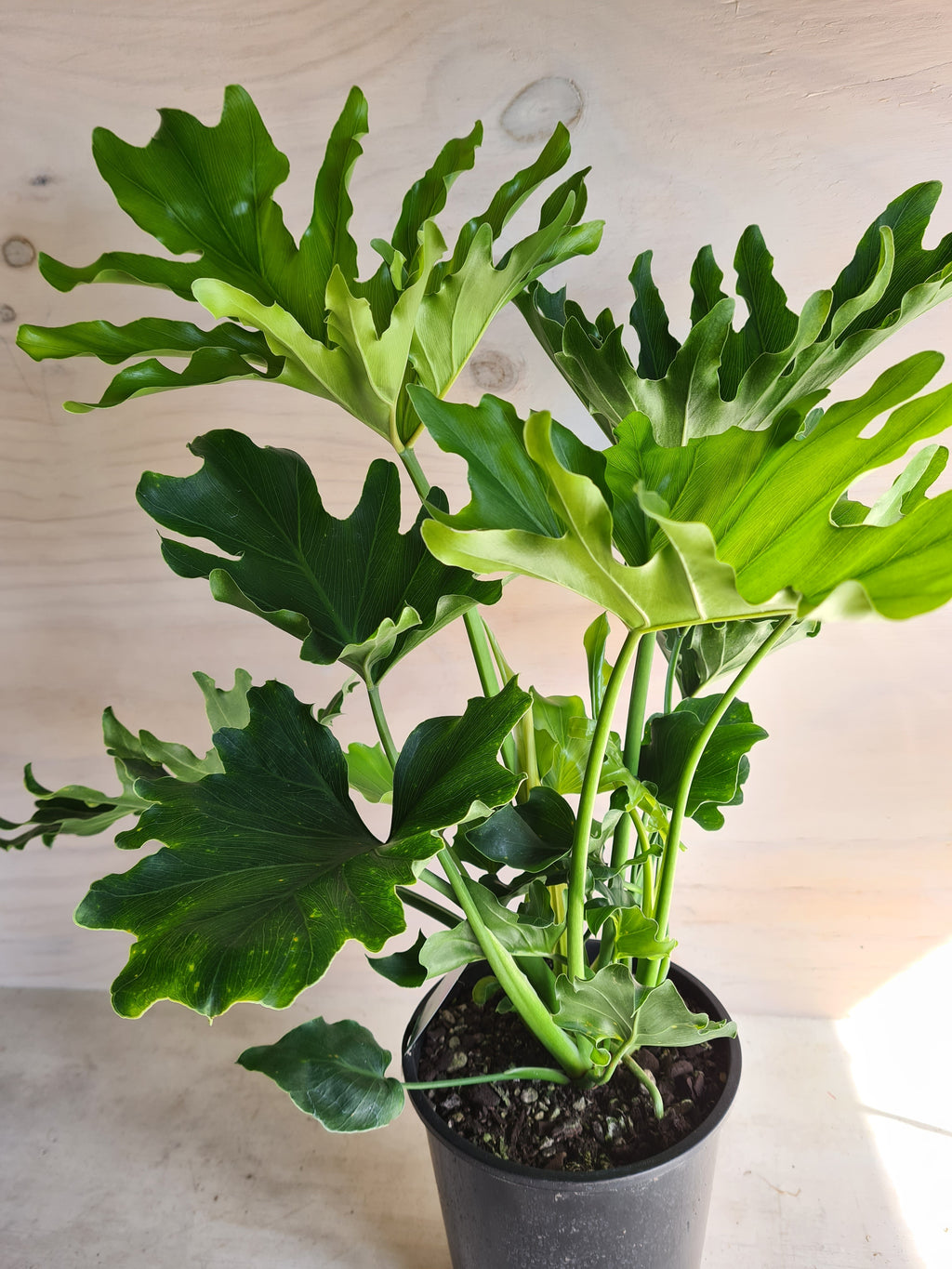 Philodendron Hope XL