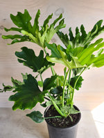 Philodendron Hope XL