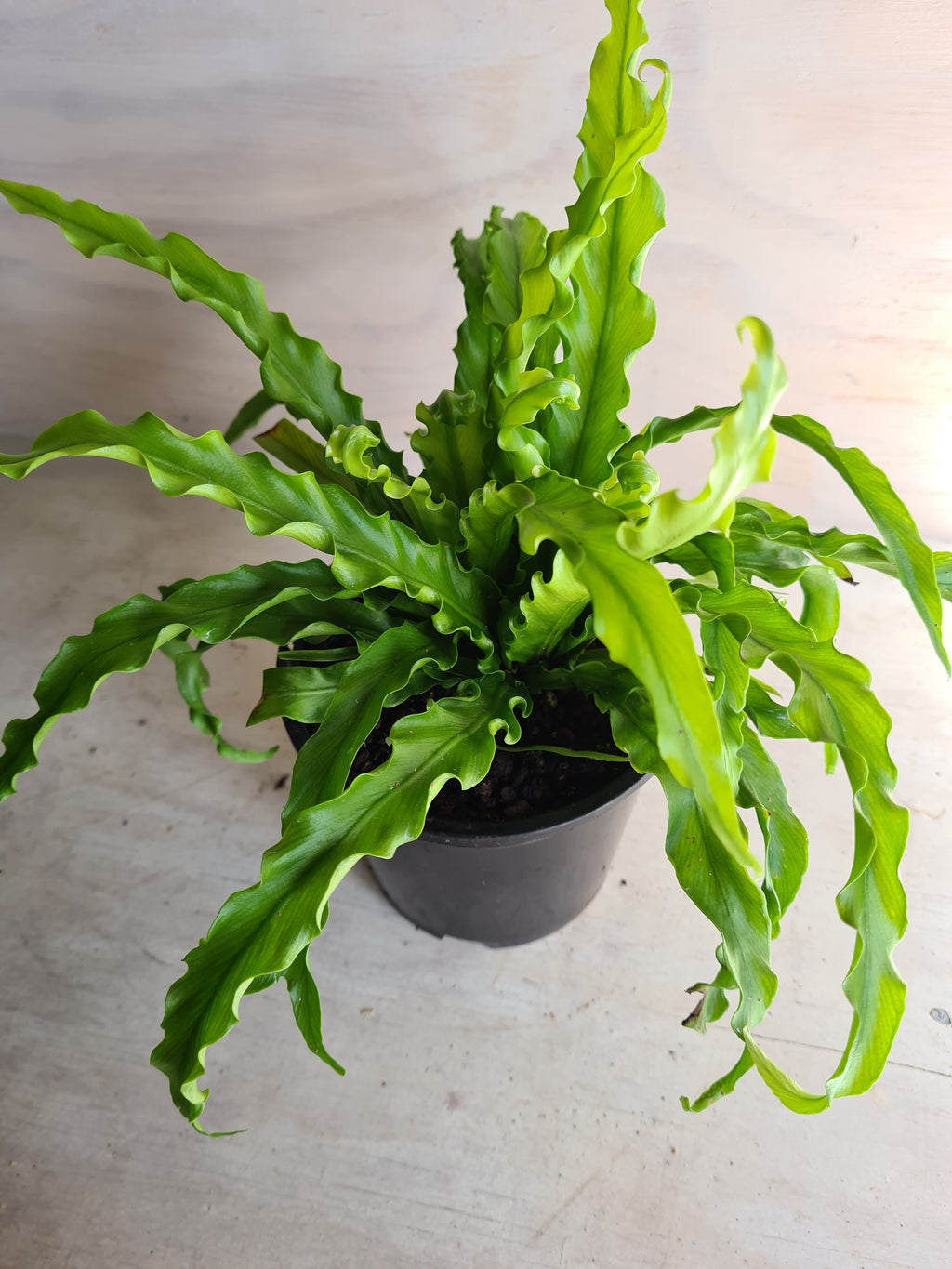 Asplenium Victoria Fern