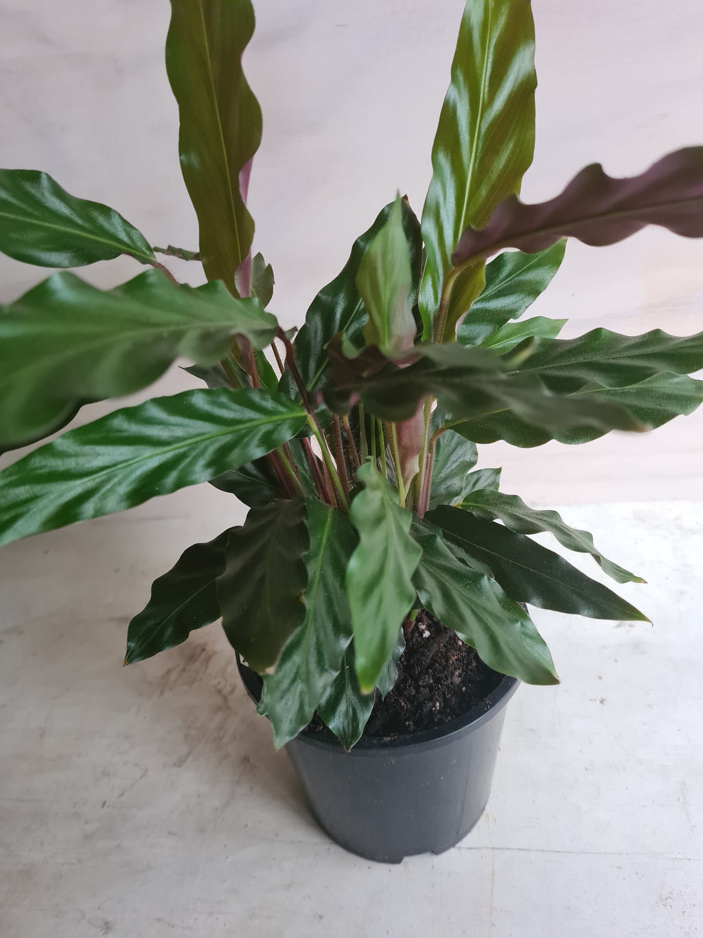 Calathea Rufibarba