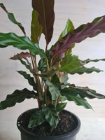 Calathea Rufibarba