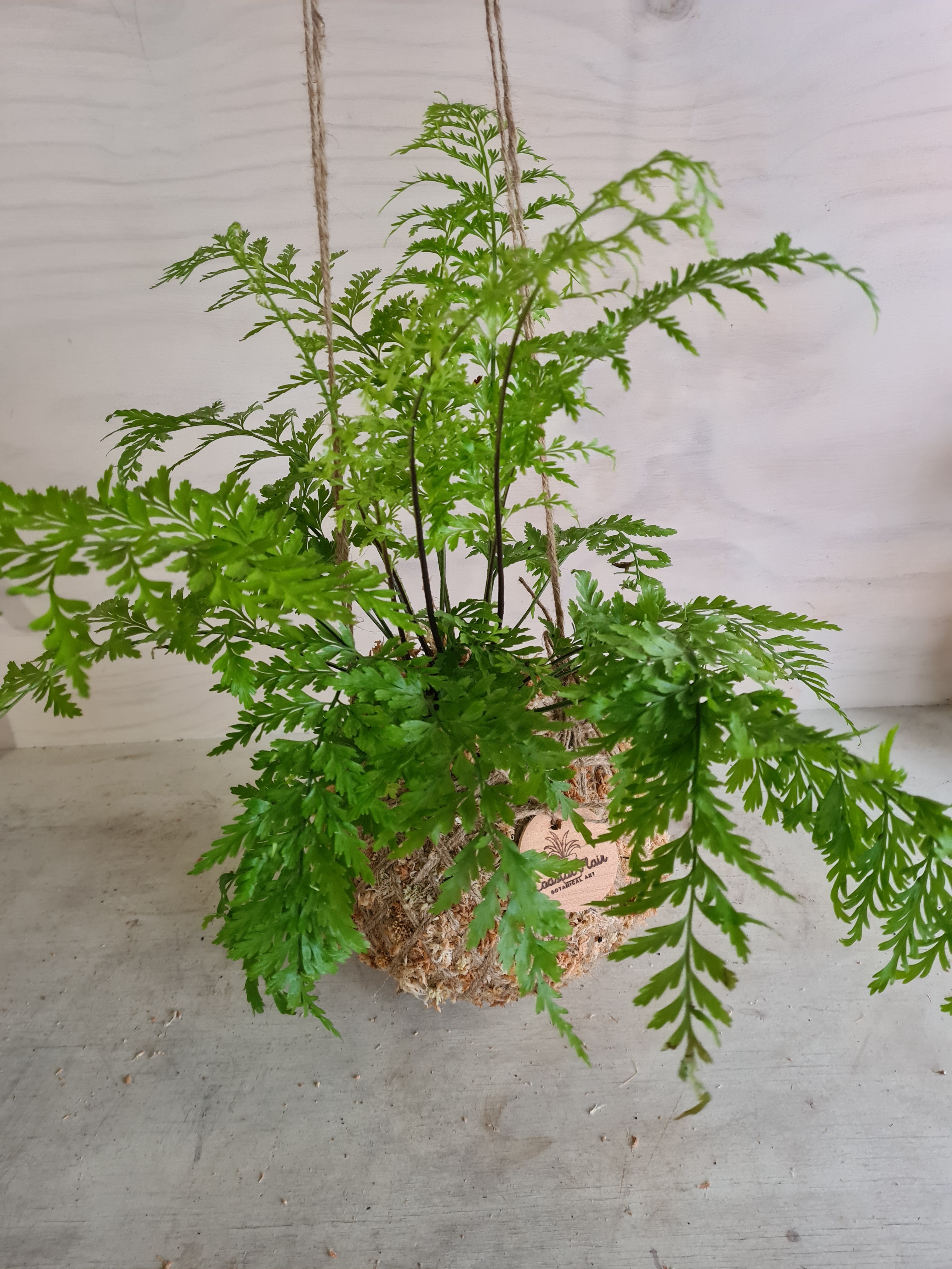 Asplenium Bulbiferum Fern NZ Native plants Kokedama Coastal Flair