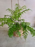 Asplenium Bulbiferum Fern NZ Native plants Kokedama Coastal Flair