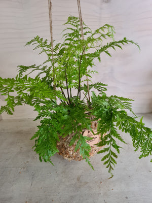 Asplenium Bulbiferum Fern NZ Native plants Kokedama Coastal Flair