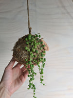 String of Pearls Kokedama Coastal Flair