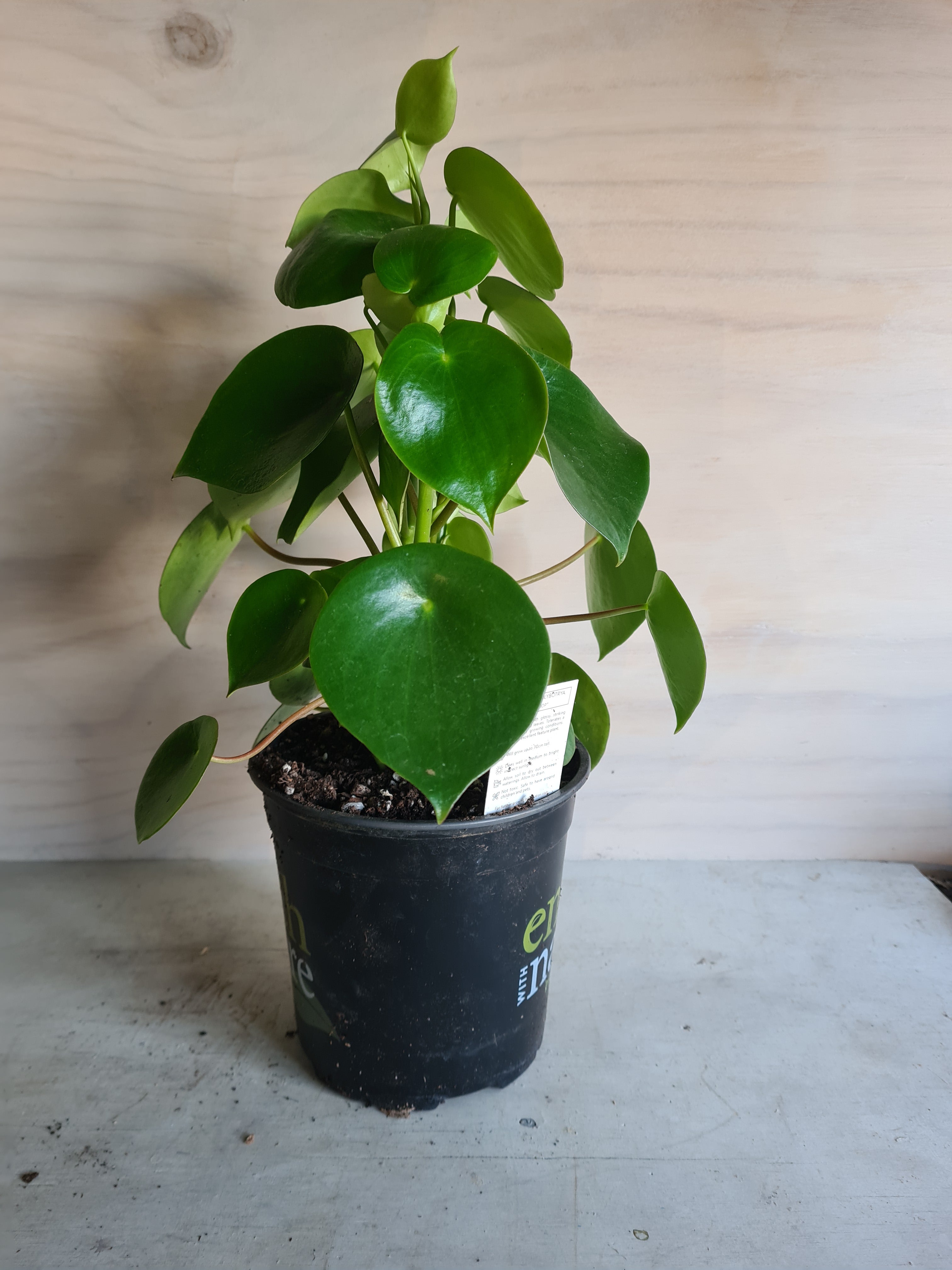 Peperomia Polybotrya 'Raindrop' Large