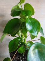 Peperomia Polybotrya 'Raindrop' Large