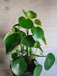 Peperomia Polybotrya 'Raindrop' Large