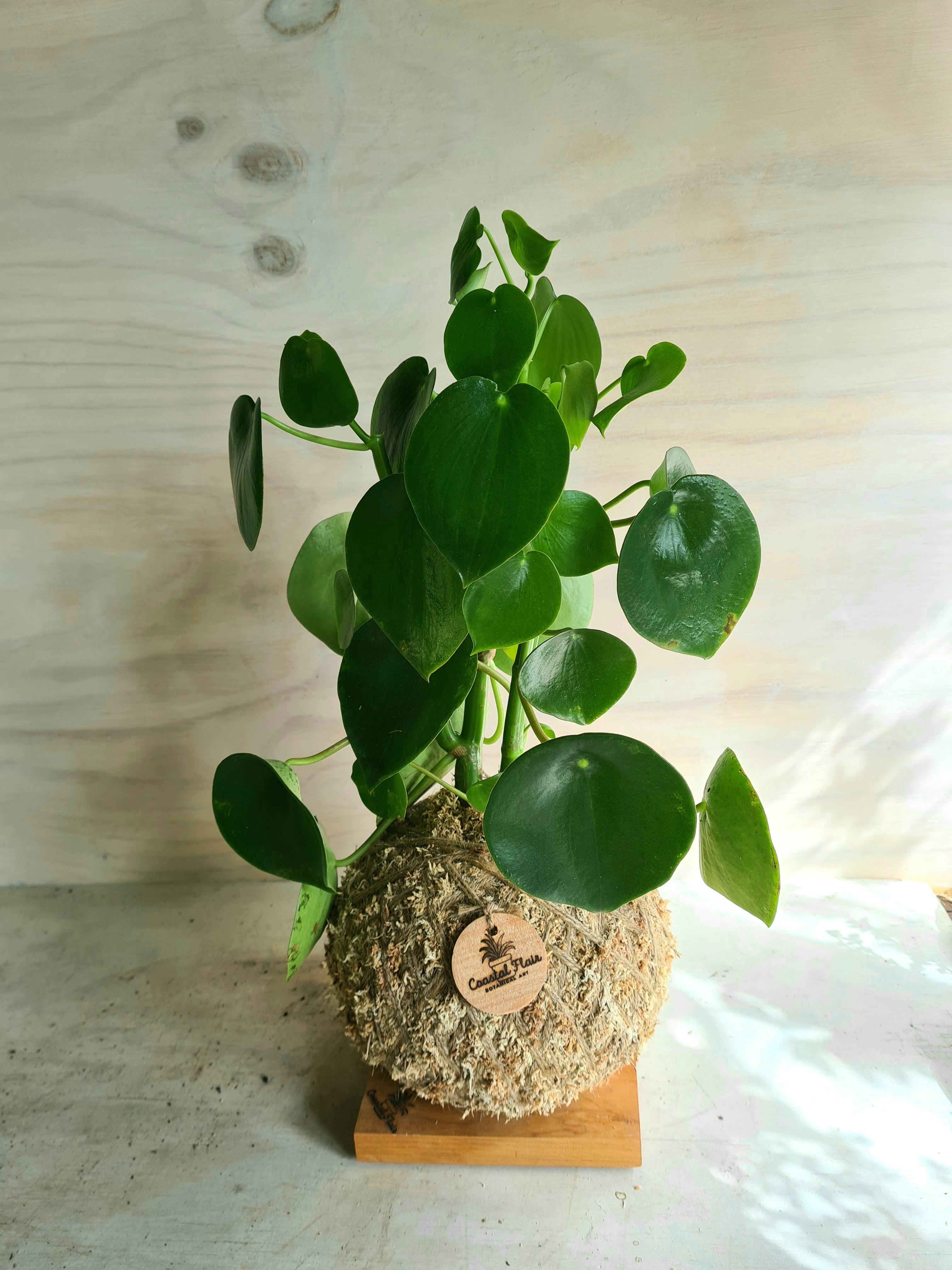 peperomia polybotrya Raindrop Kokedama