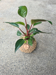 Philodendron Imperial Red Kokedama Large