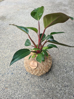 Philodendron Imperial Red Kokedama Large