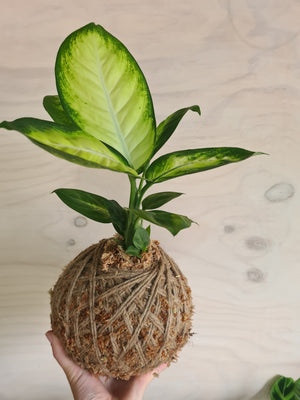 Dieffenbachia Camilla Kokedama