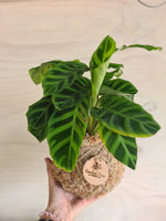 Calathea Zebrina | Zebra PLant Kokedama