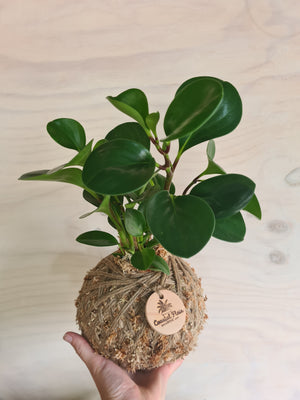 Peperomia Obtusifolia Kokedama