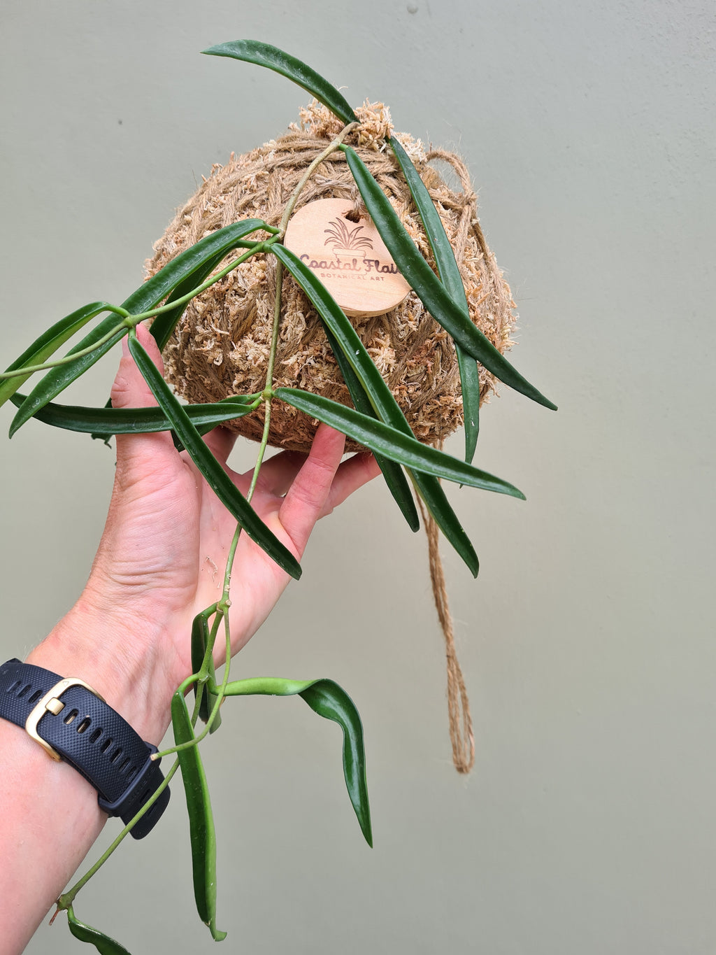 Hoya Kokedama