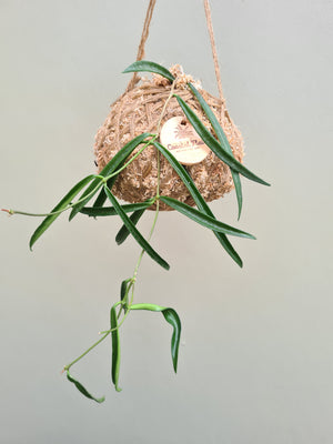 Hoya Kokedama