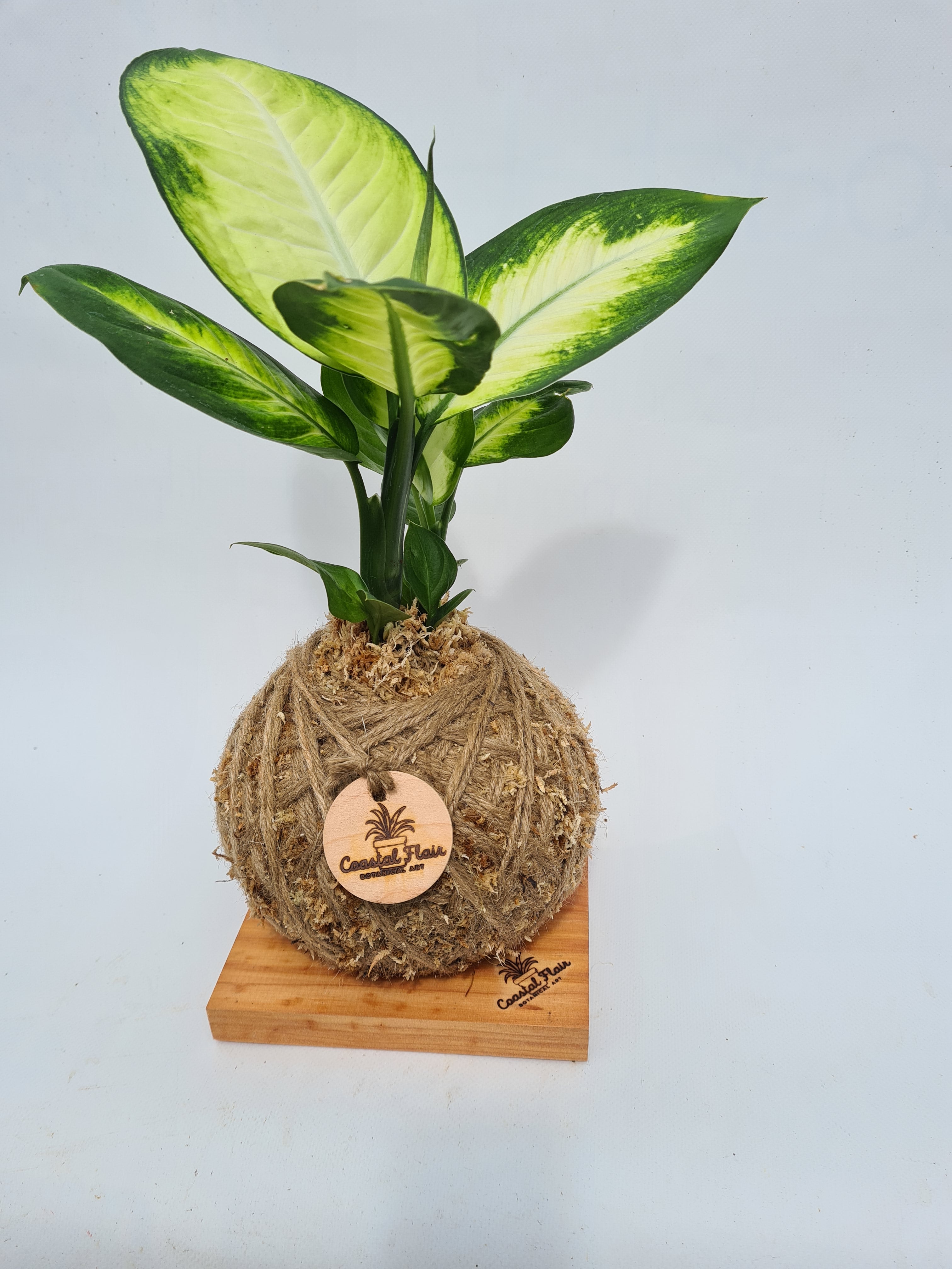 Dieffenbachia Camilla Kokedama