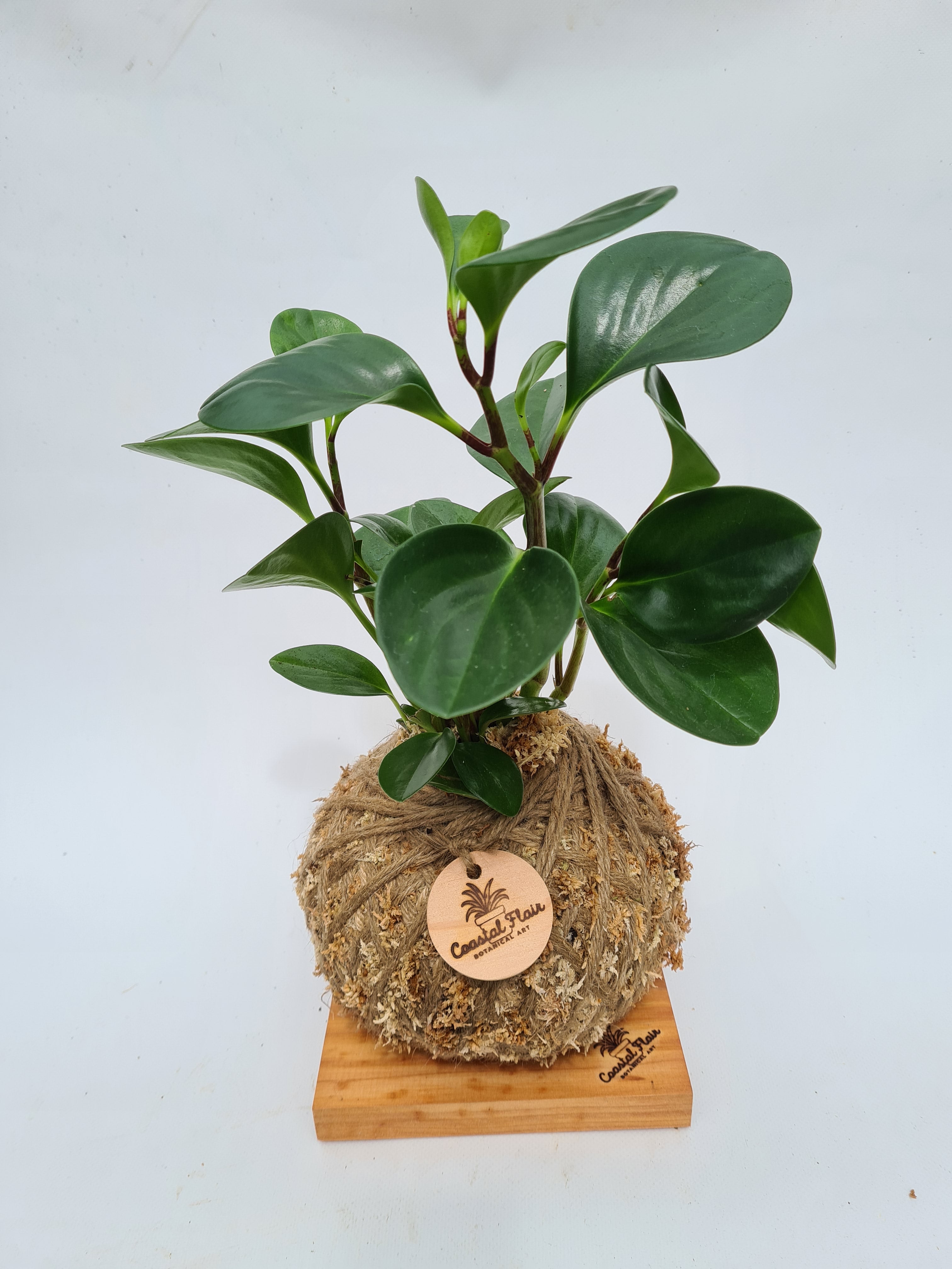 Peperomia Obtusifolia Kokedama