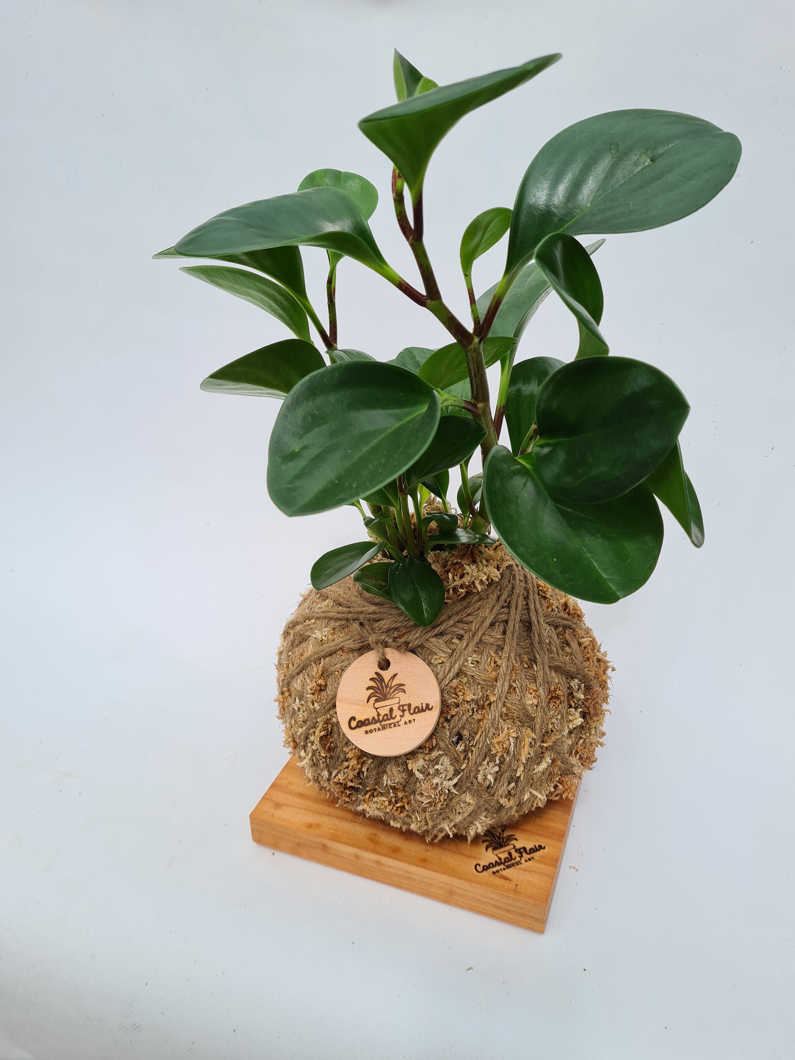 Peperomia Obtusifolia Kokedama