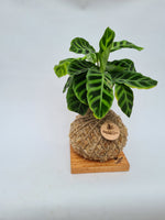 Kokedama | Coastal Flair | Calathea Zebrina