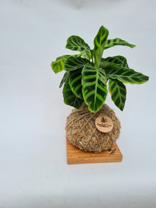 Kokedama | Coastal Flair | Calathea Zebrina