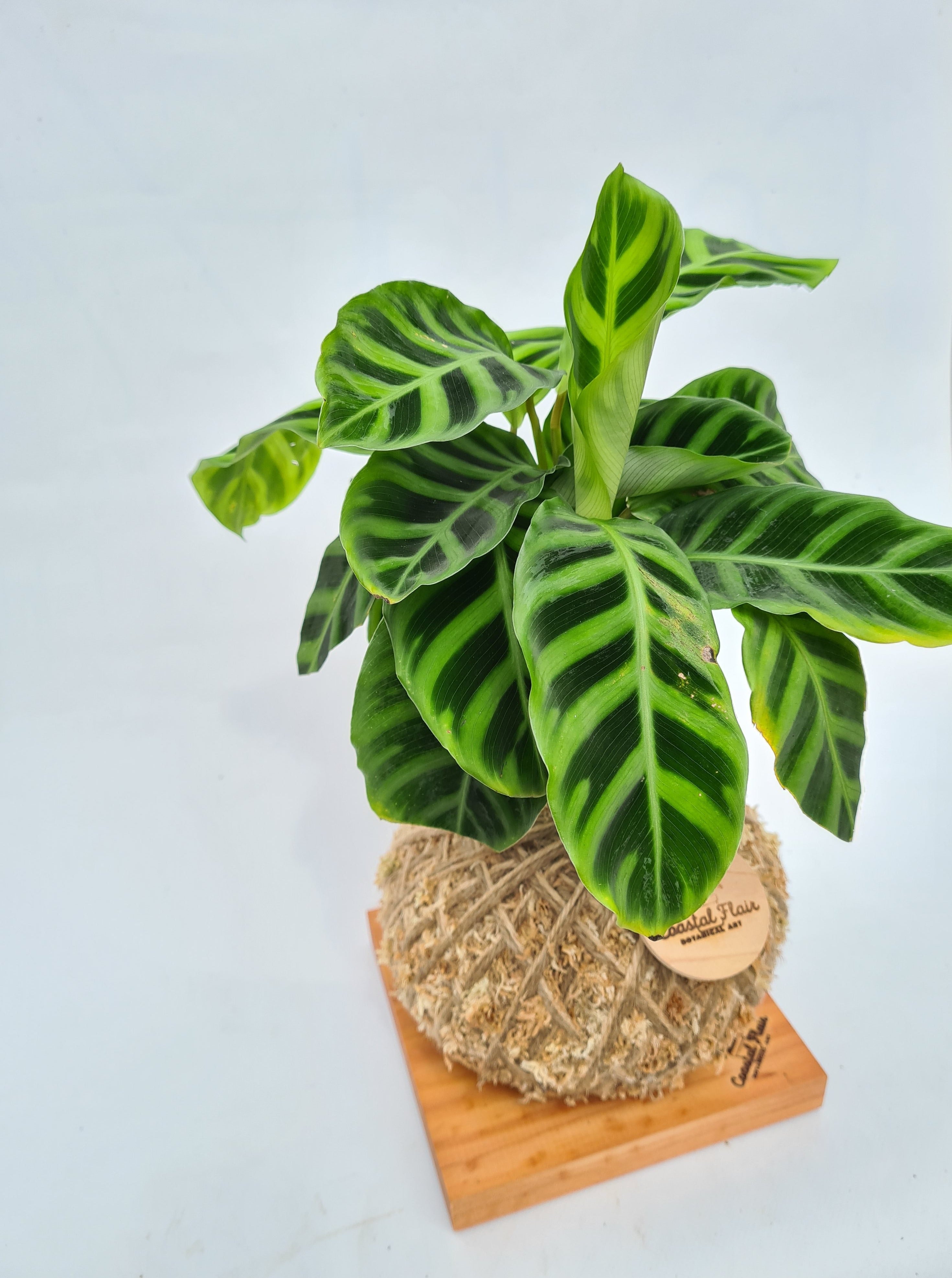 Kokedama | Coastal Flair | Calathea Zebrina