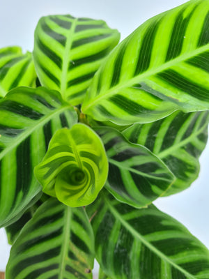 Kokedama | Coastal Flair | Calathea Zebrina