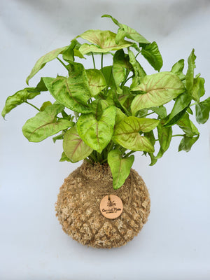 Kokedama | Coastal Flair | Syngonium Golden pink vein