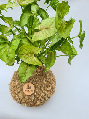 Kokedama | Coastal Flair | Syngonium Golden Pink Vein