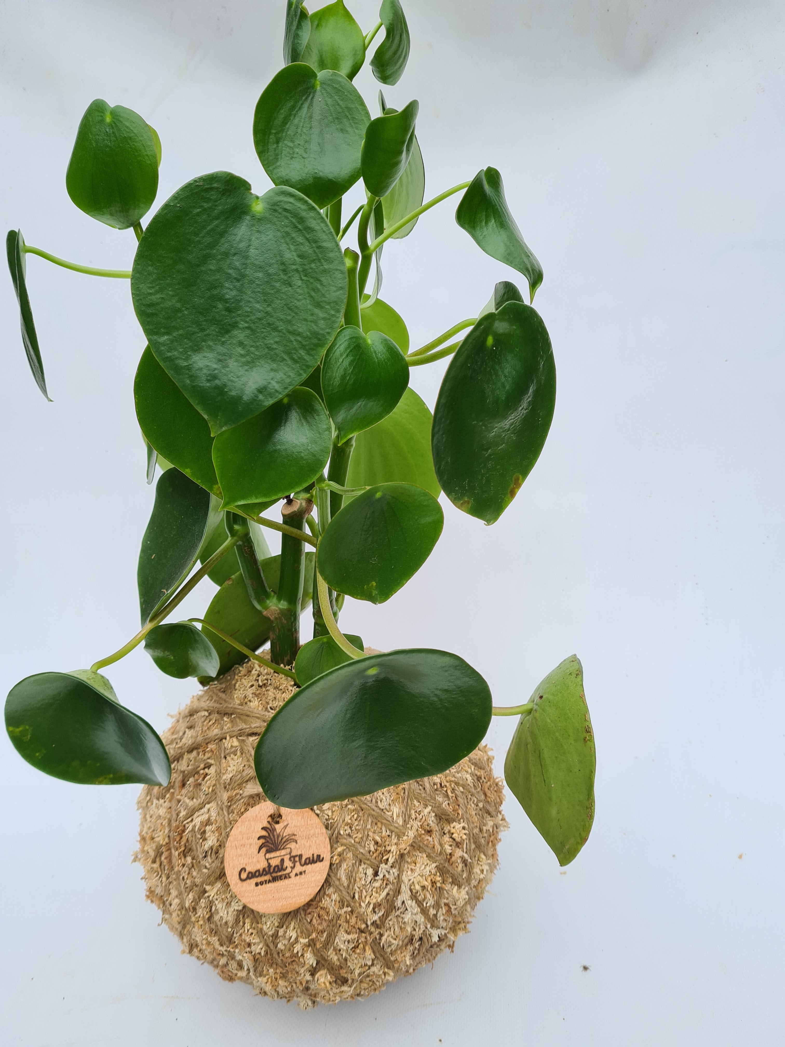 Peperomia Polybotrya Raindrop Kokedama