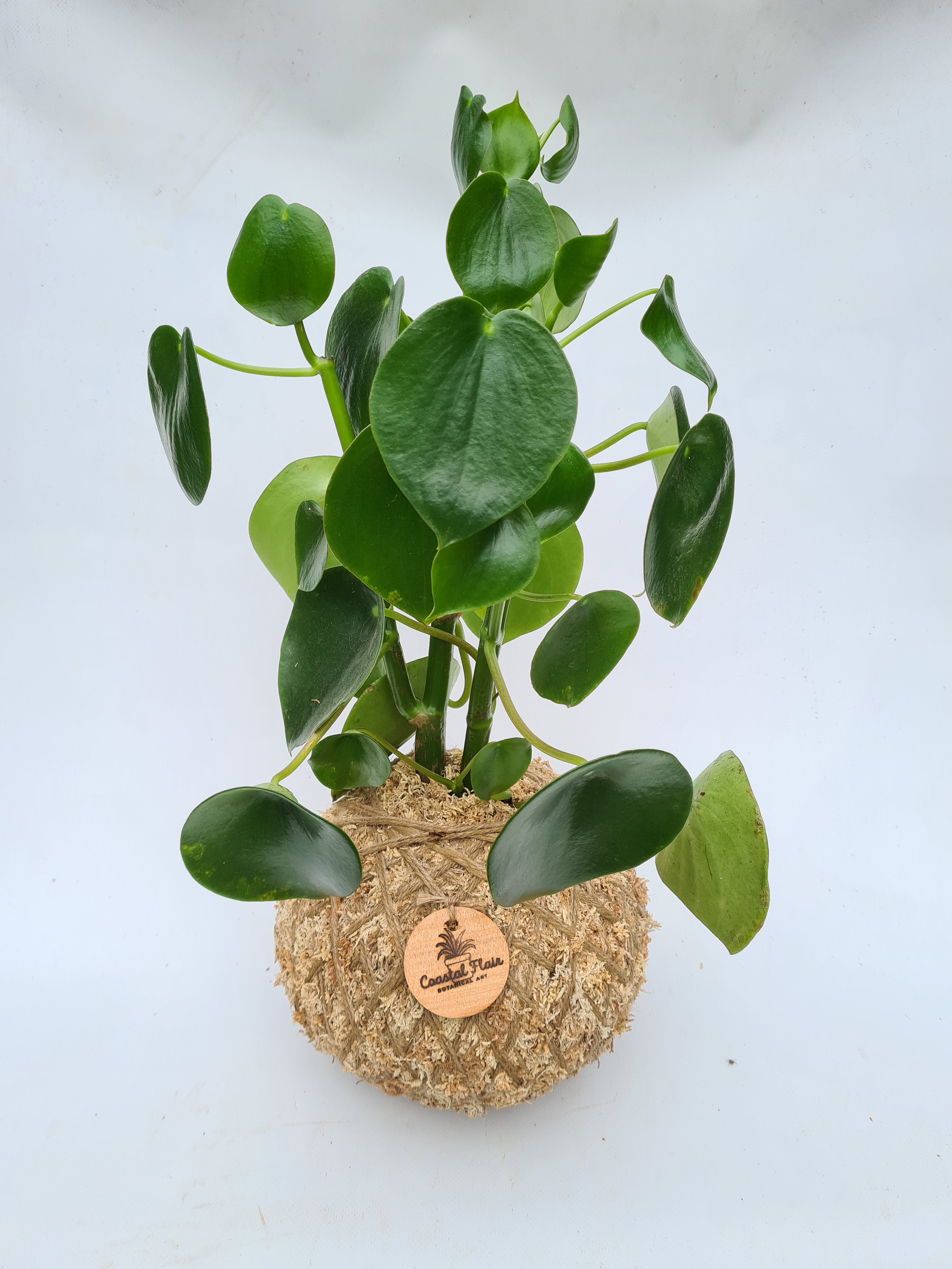 Peperomia Polybotrya Raindrop Kokedama