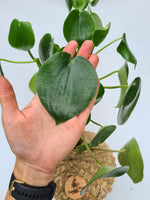 Peperomia Polybotrya Raindrop Kokedama