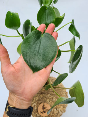 Peperomia Polybotrya Raindrop Kokedama