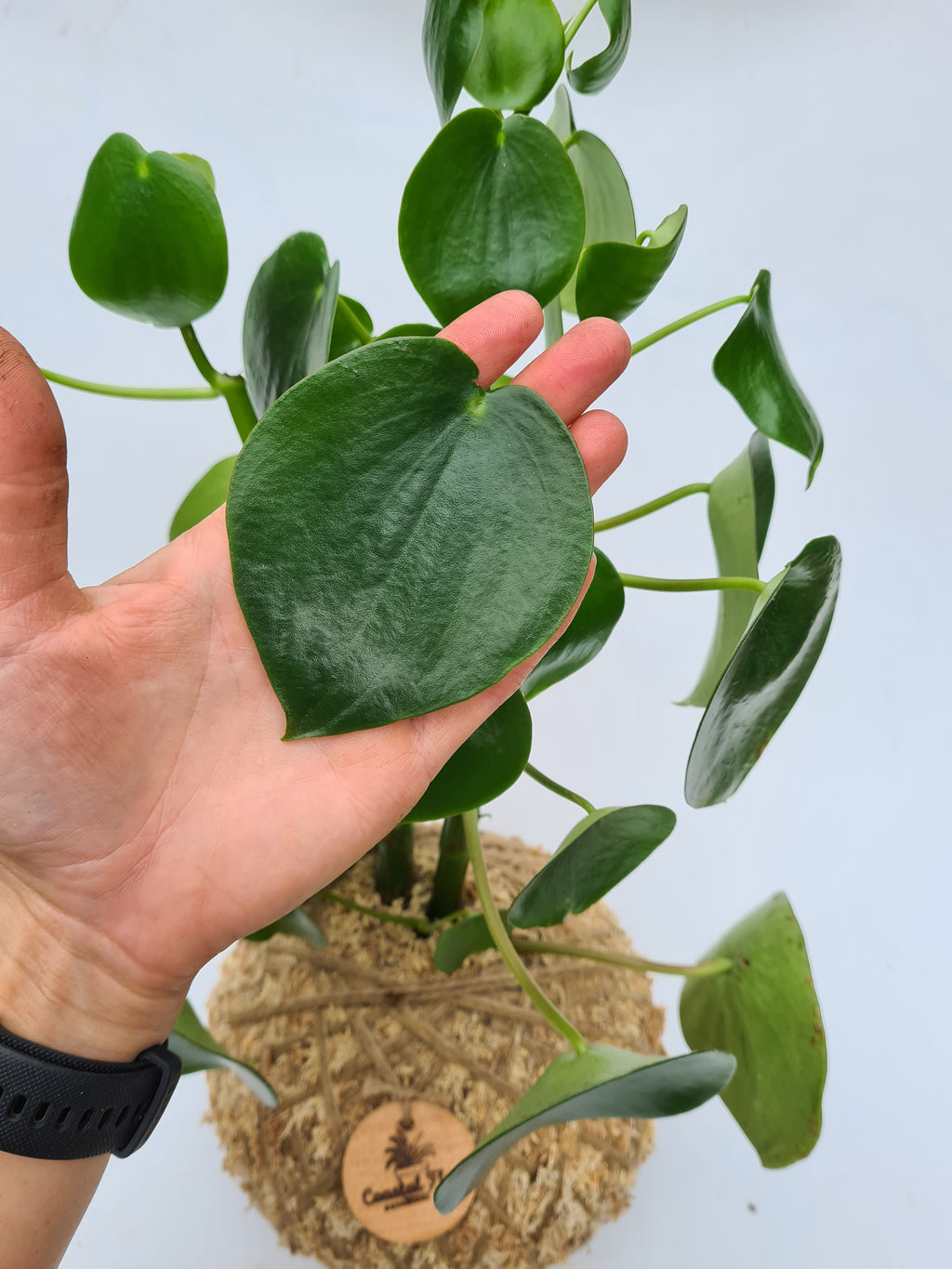 Peperomia Polybotrya Raindrop Kokedama