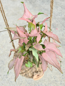 Syngonium Mickey Kokedama