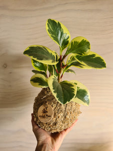 Peperomia Albo Marginata Kokedama