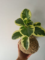 Peperomia Albo Marginata Kokedama