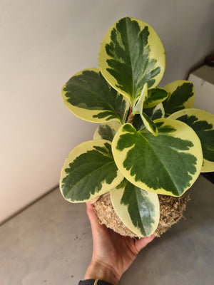 Peperomia Albo Marginata Kokedama