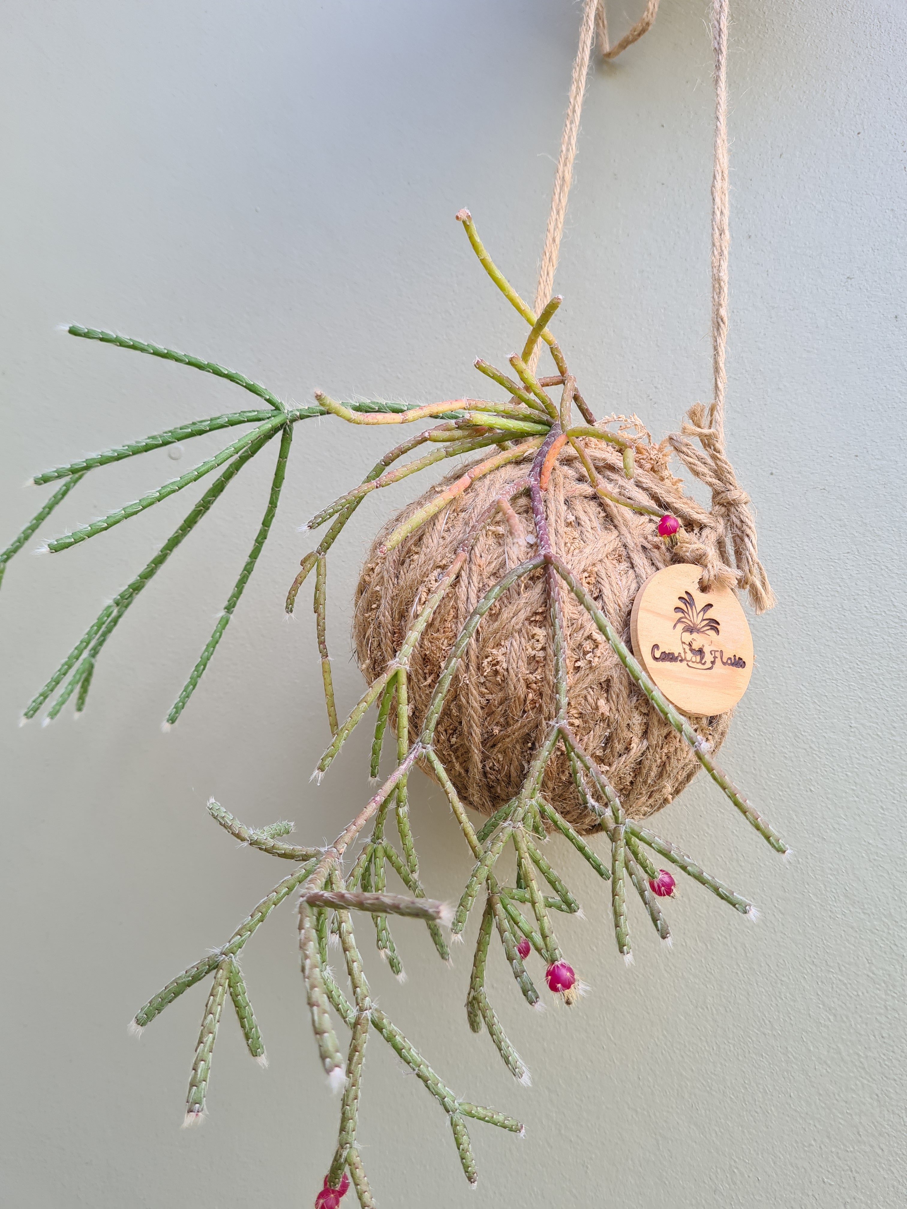 Rhipsalis Pilocarpa Kokedama